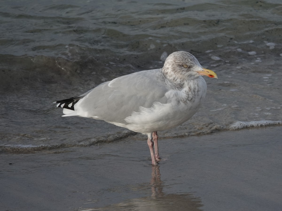 Herring Gull - Barry Reed