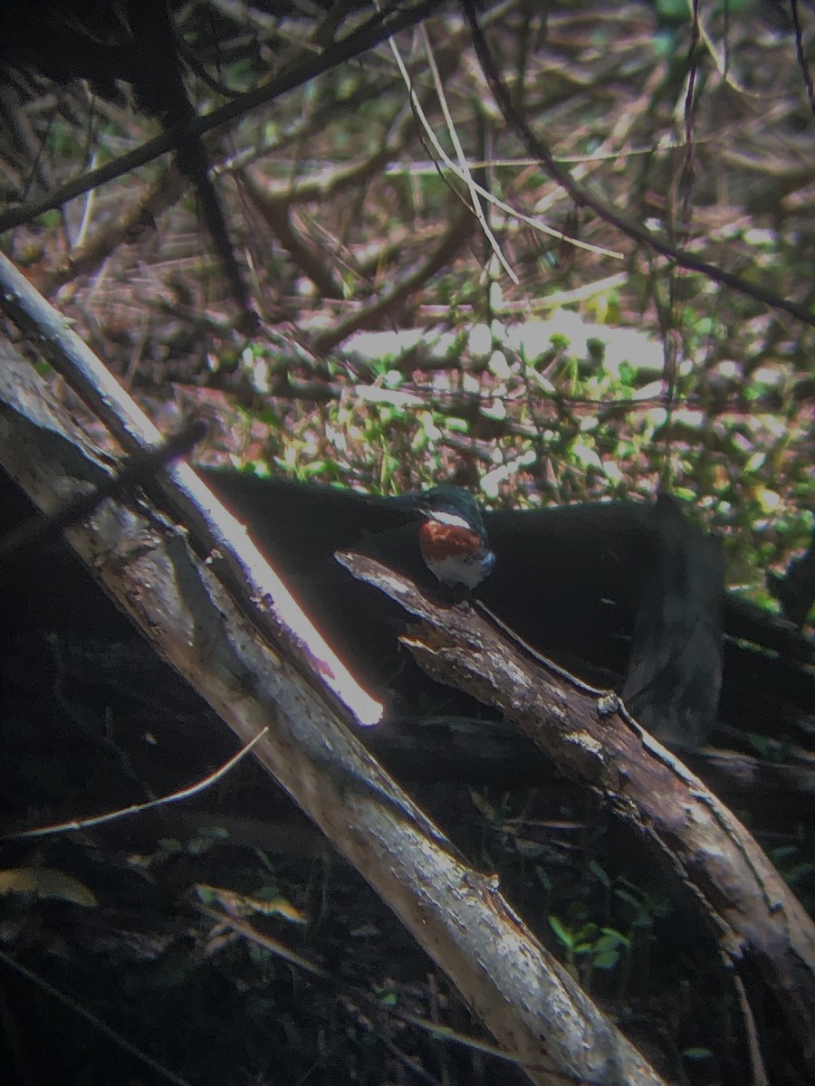 rybařík zelený - ML610070753