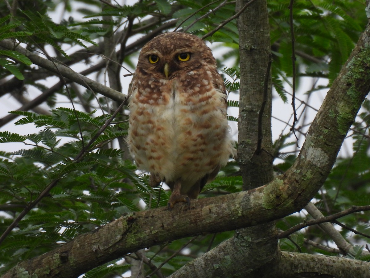 Burrowing Owl - ML610070774