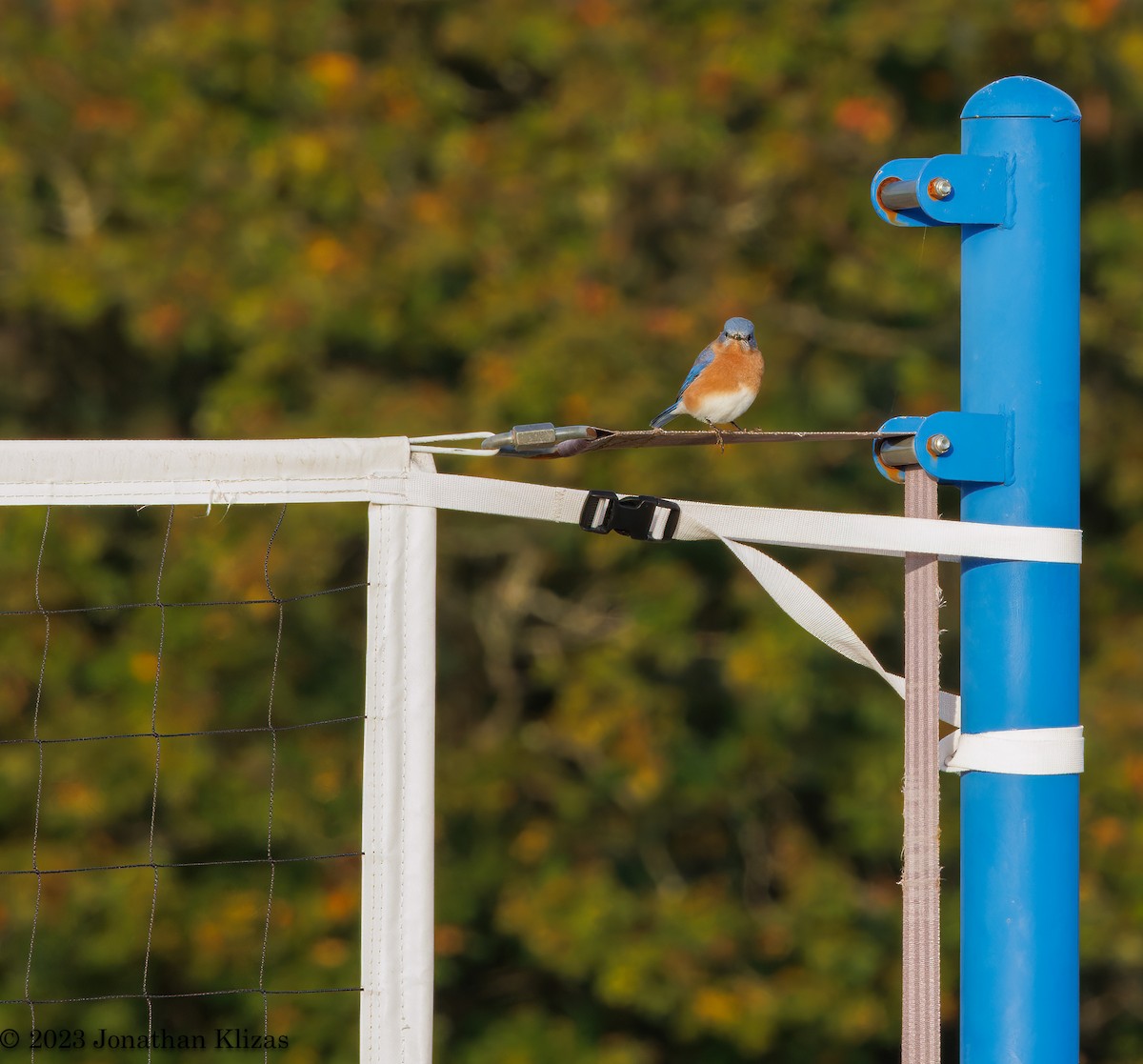 Eastern Bluebird - ML610070775