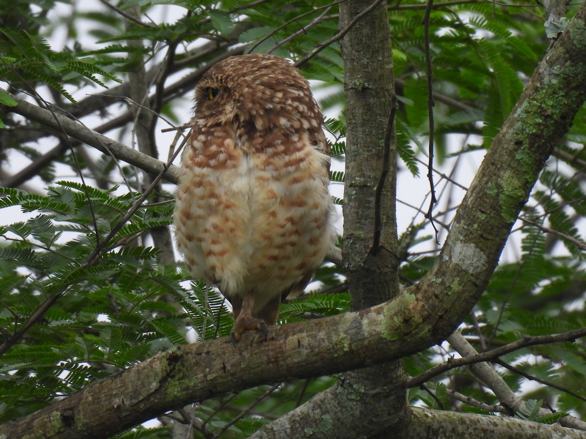 Burrowing Owl - Rosana Cangello