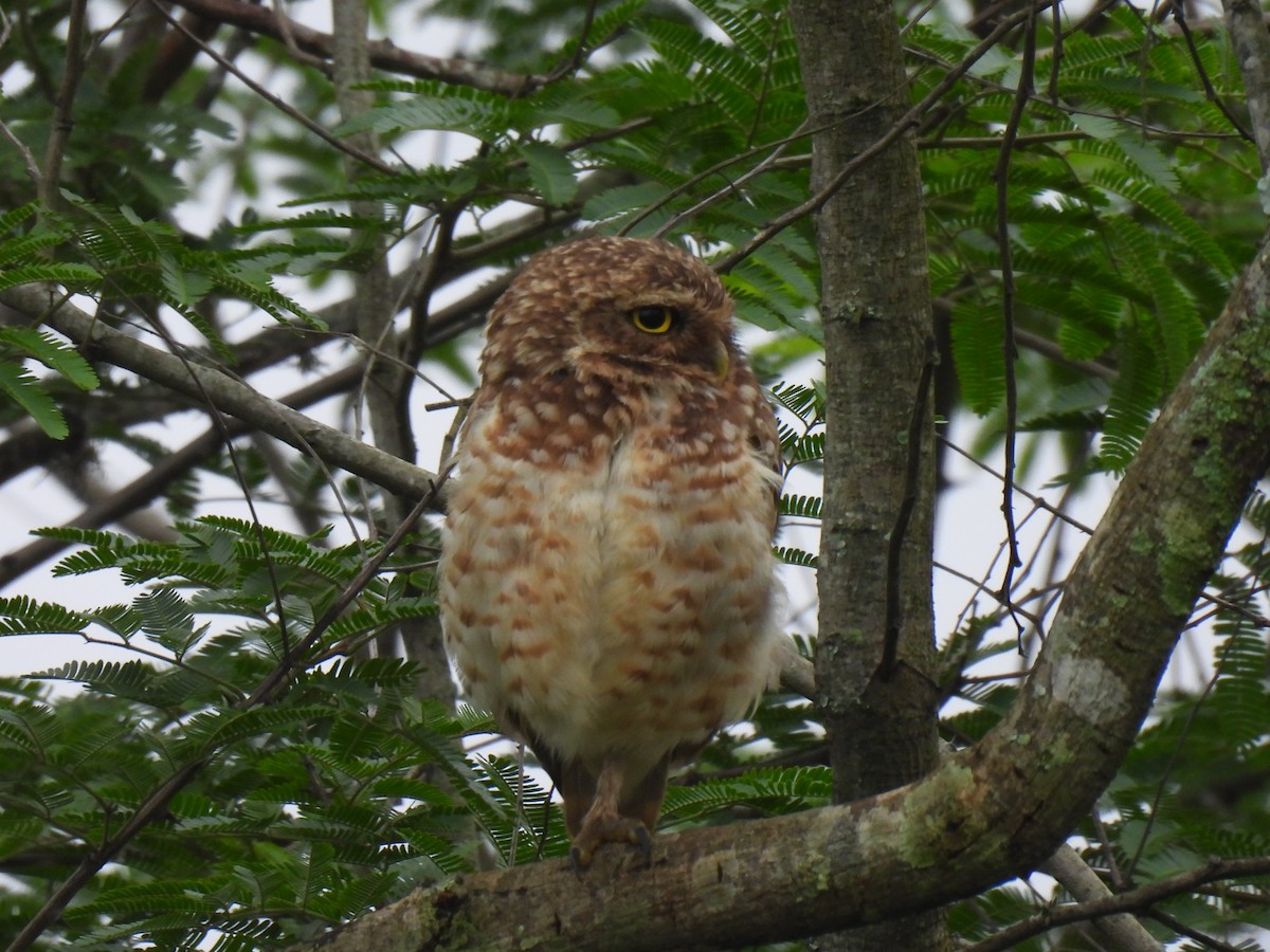 Burrowing Owl - Rosana Cangello