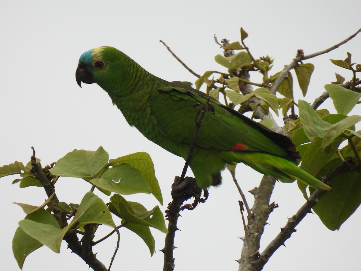 Turquoise-fronted Parrot - ML610070967