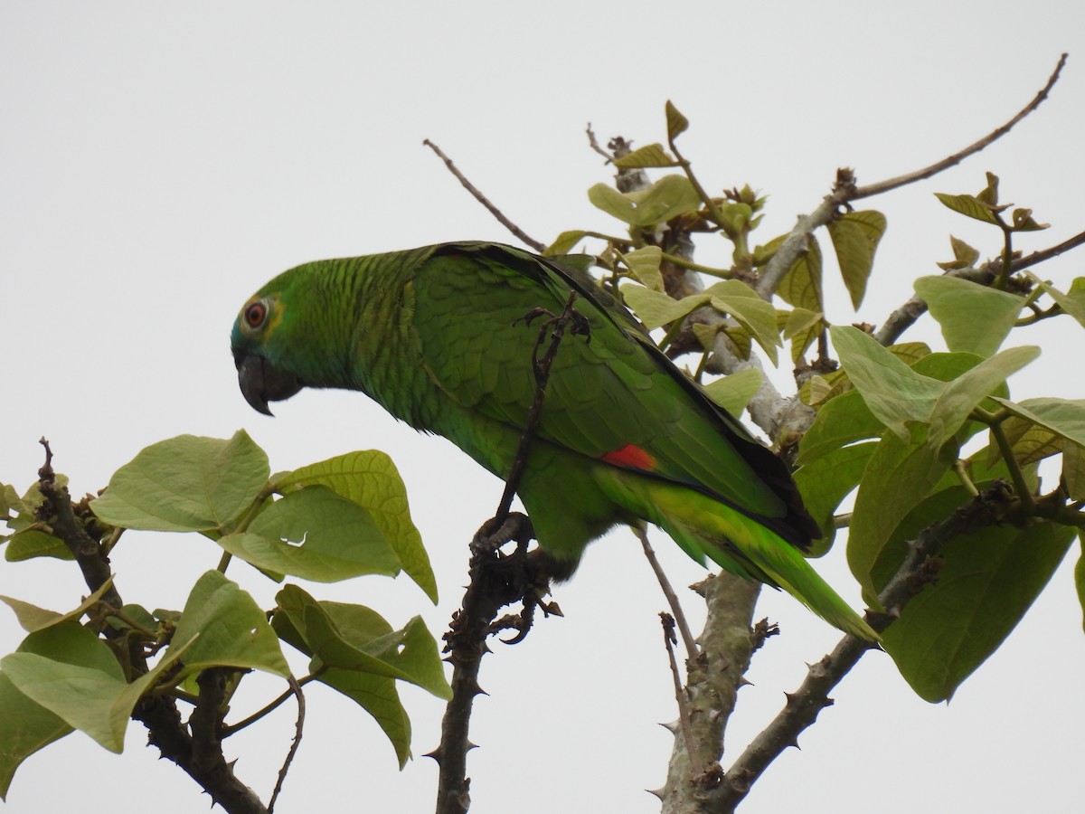 Turquoise-fronted Parrot - ML610070971