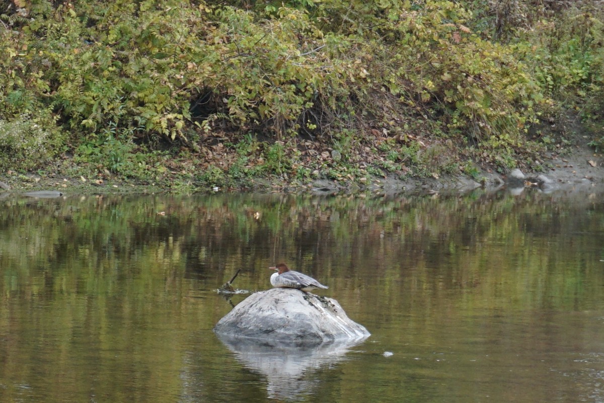 Common Merganser - ML610070974