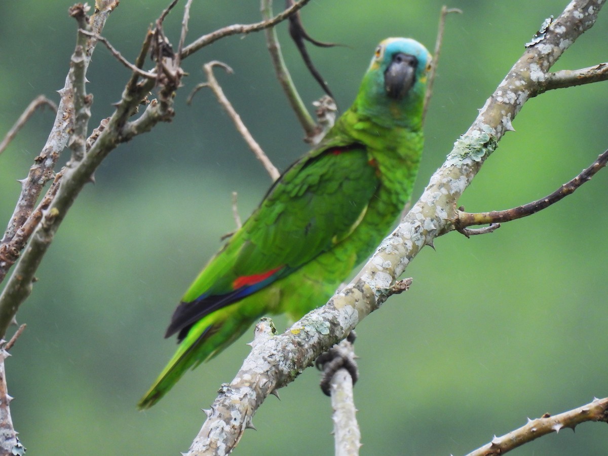 Turquoise-fronted Parrot - ML610070976