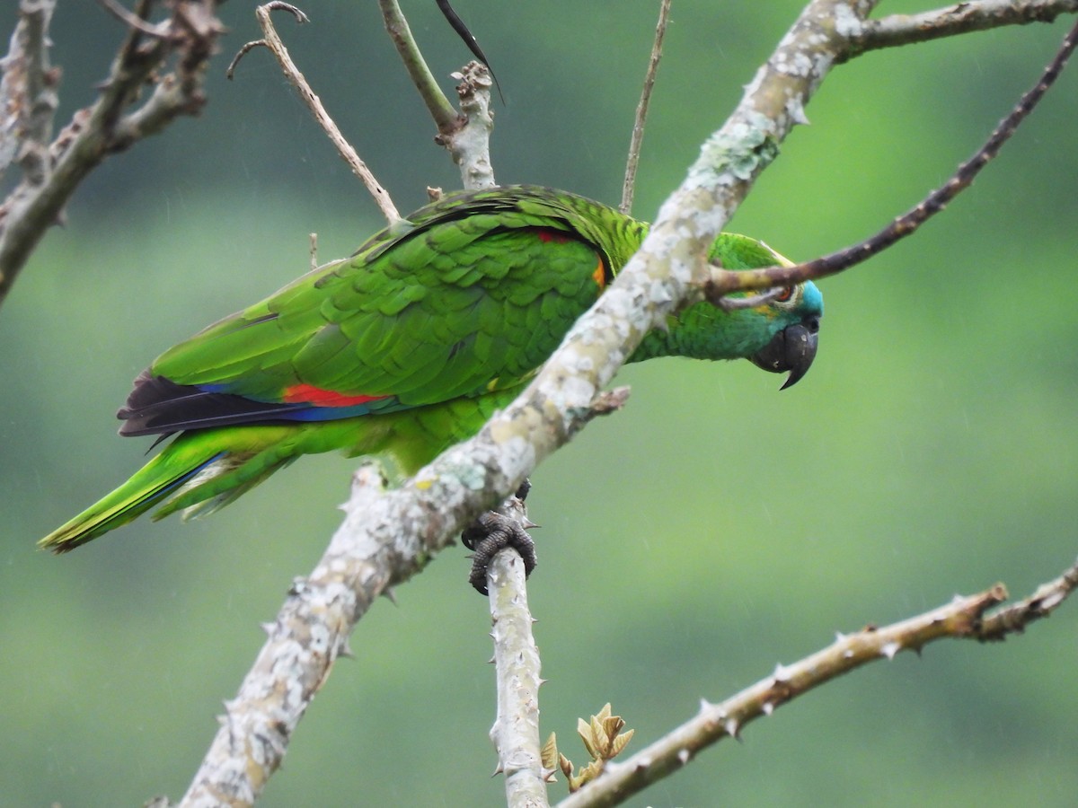 Turquoise-fronted Parrot - ML610070978