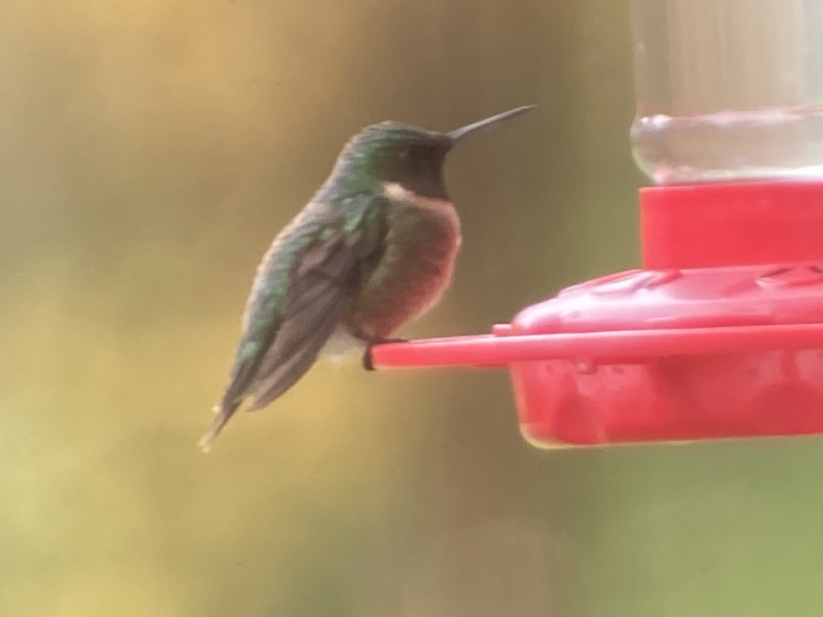 Colibri à gorge rubis - ML610071021