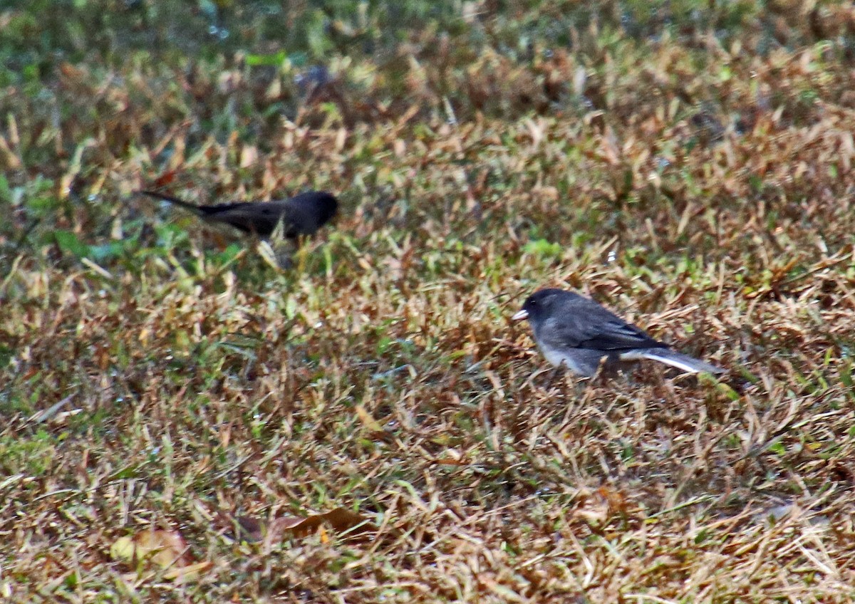 Junco Ojioscuro - ML610071081