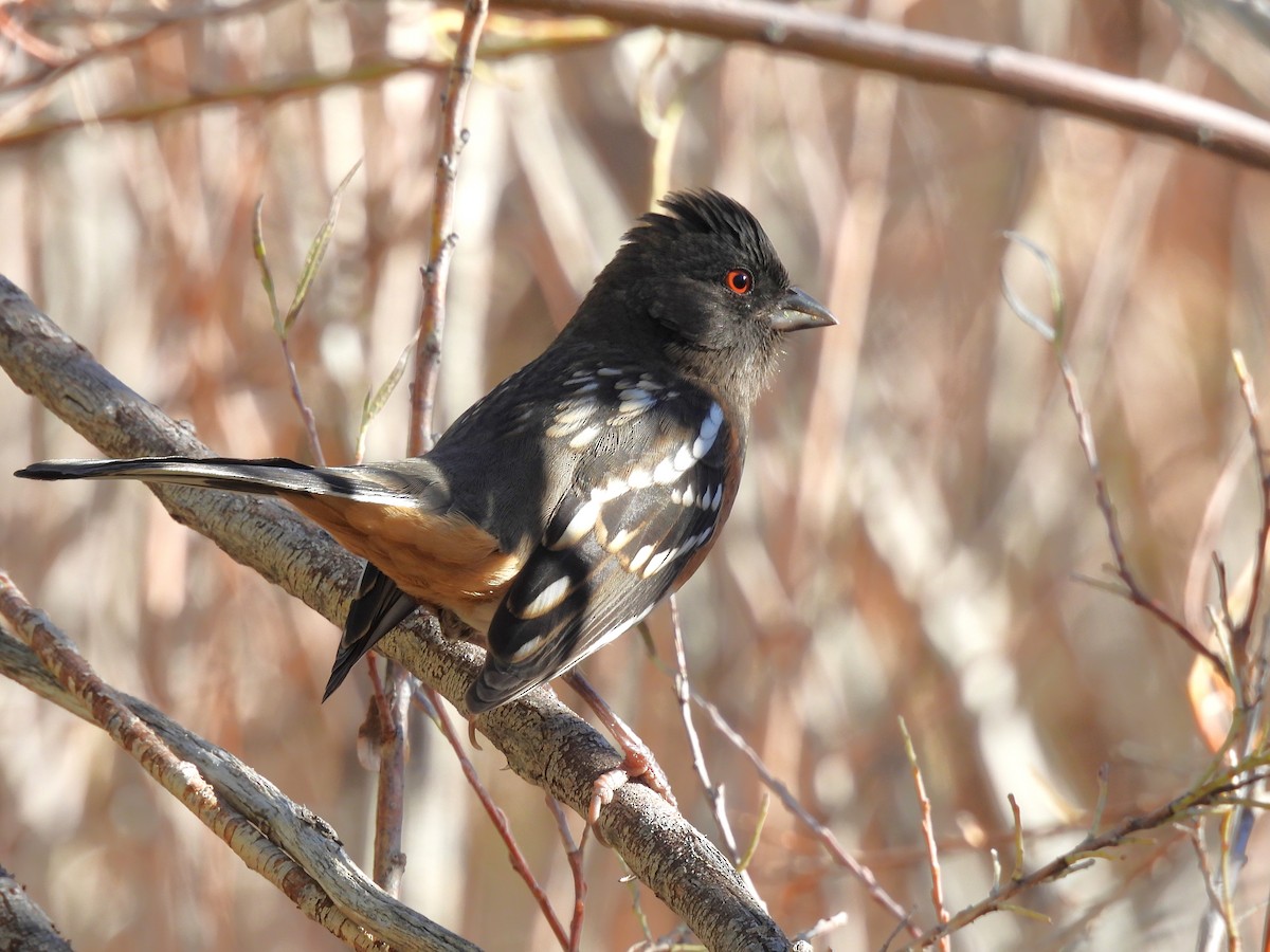 Spotted Towhee - ML610071114