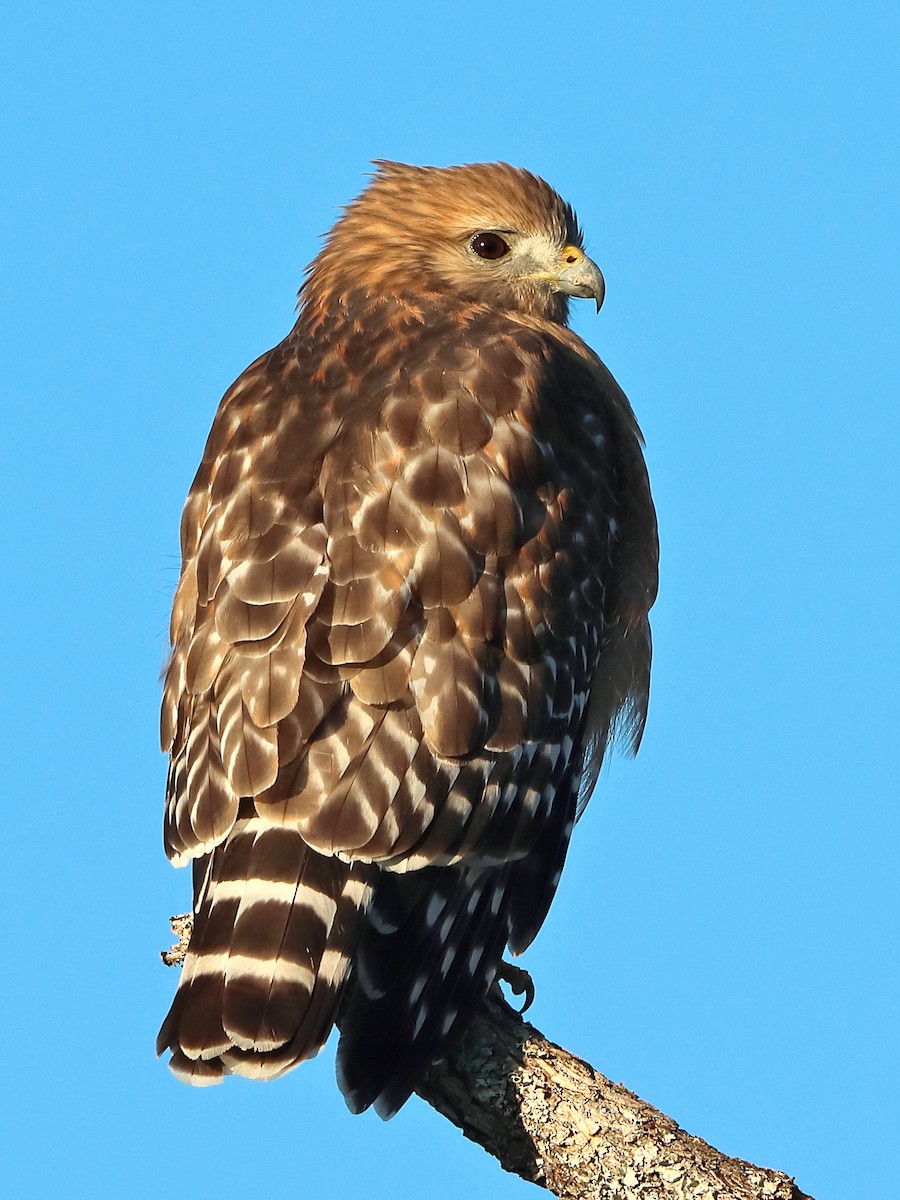 Red-shouldered Hawk - ML610071164