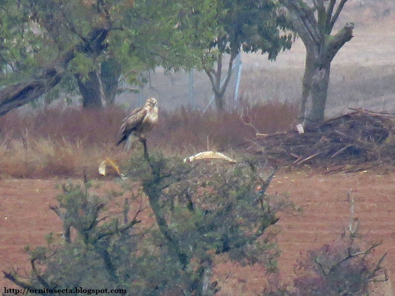 Long-legged Buzzard (Northern) - ML610071173