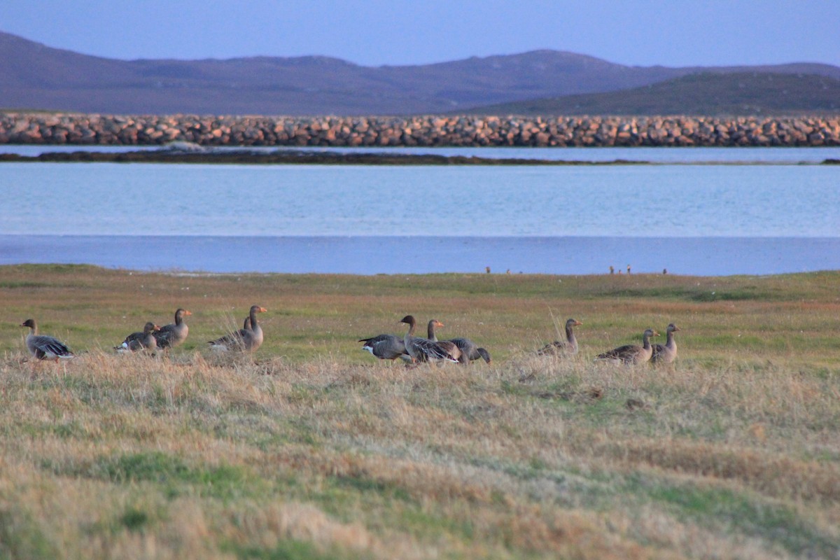 Pink-footed Goose - ML610071283