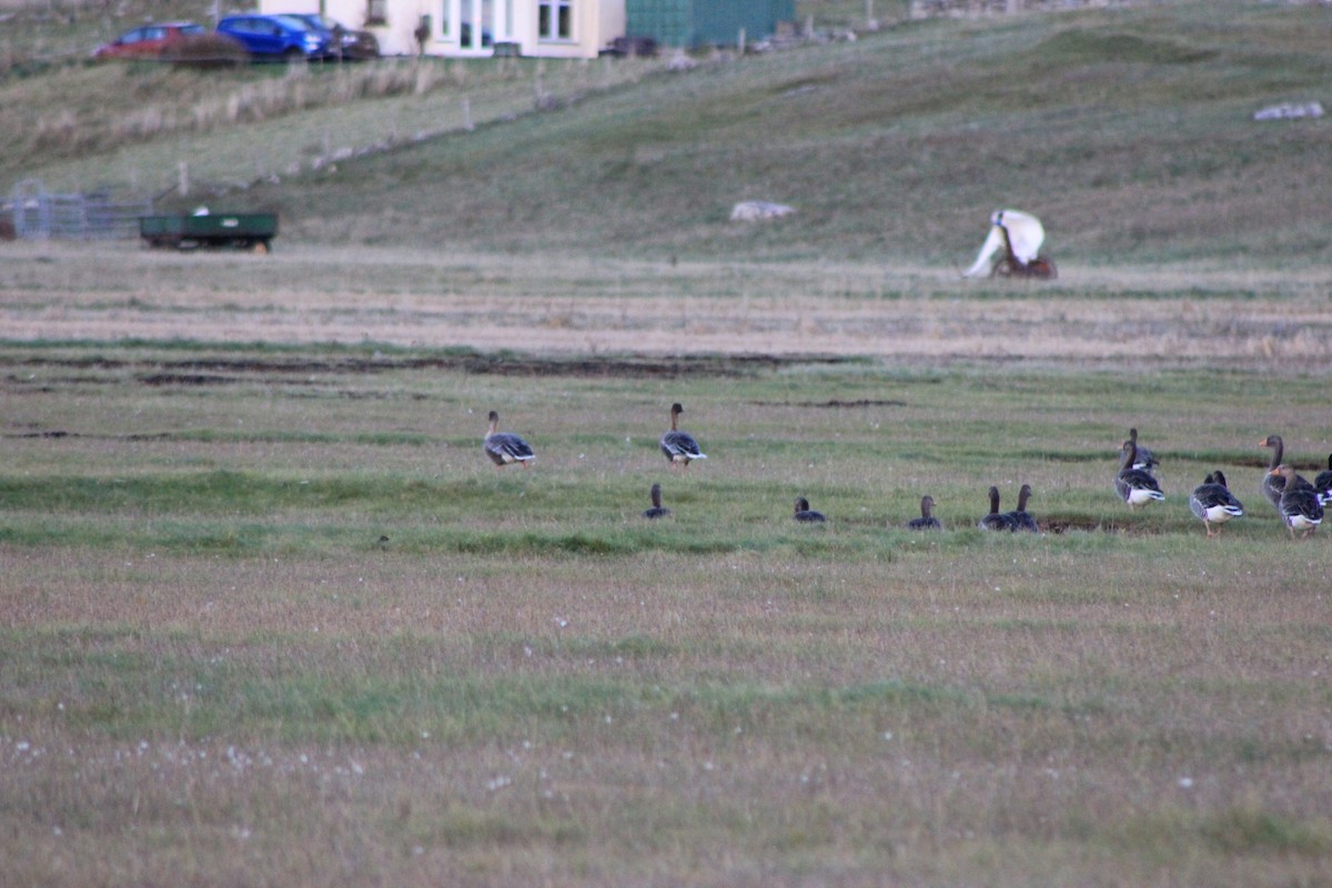 Pink-footed Goose - ML610071284