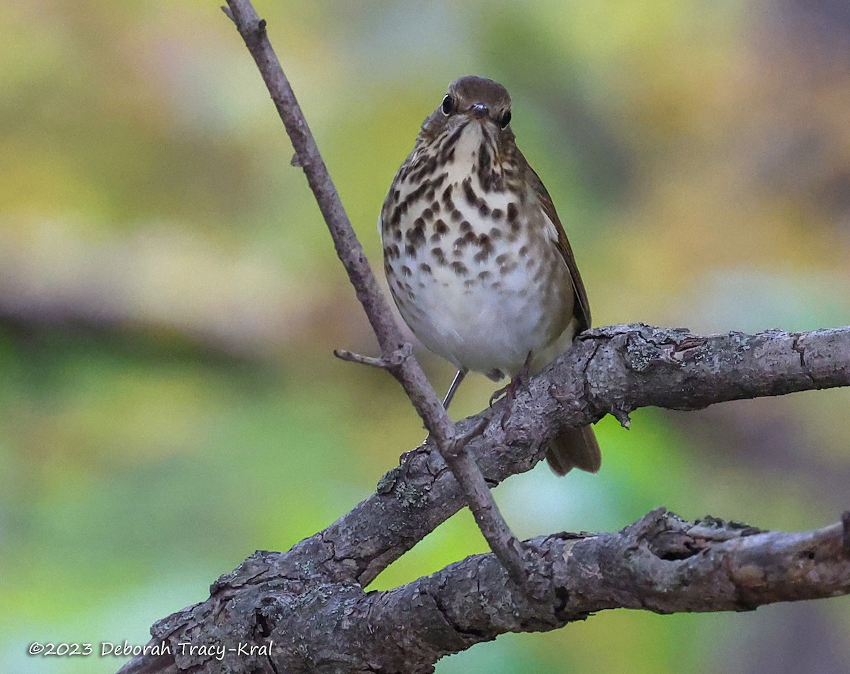 Hermit Thrush - ML610071307