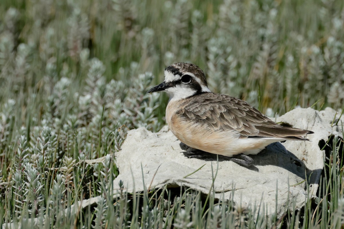 Kittlitz's Plover - ML610071451