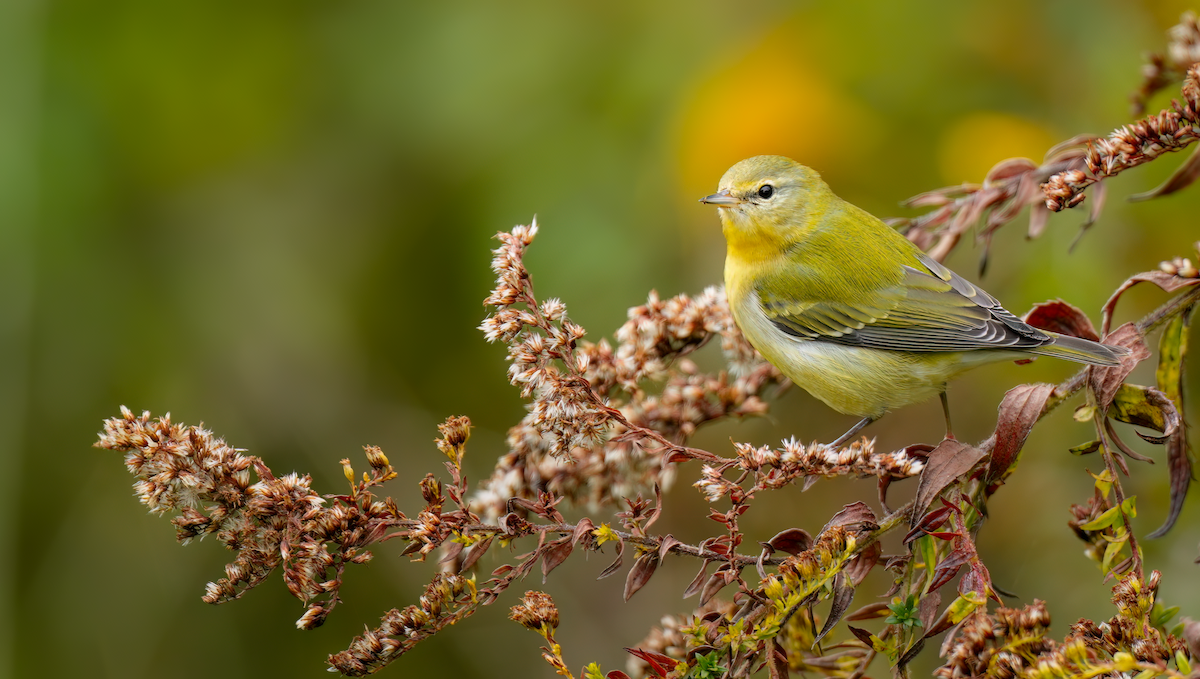 Tennessee Warbler - Zachary Vaughan