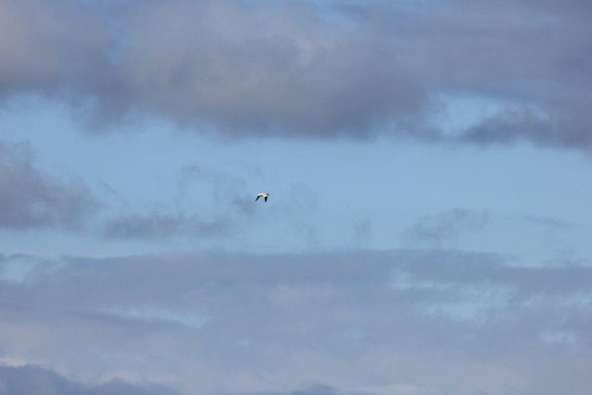 Northern Gannet - ML610071560