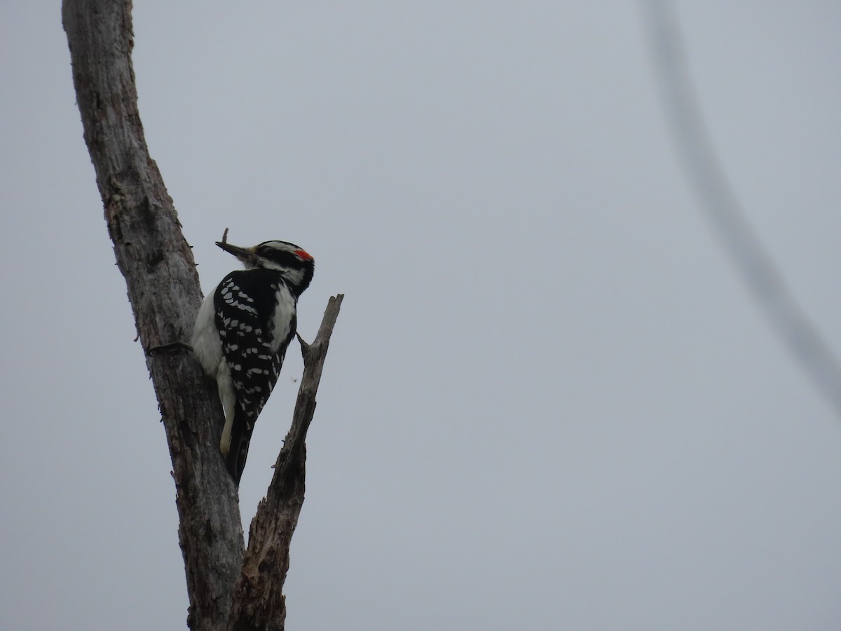 Hairy Woodpecker - ML610071678