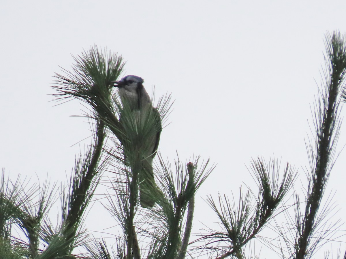 Blue Jay - ML610071697