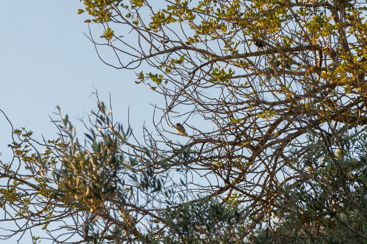 Whinchat - ML610071781