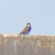 Eastern Kingbird - ML610071952