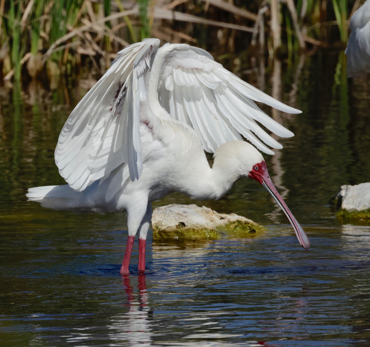 African Spoonbill - ML610071985