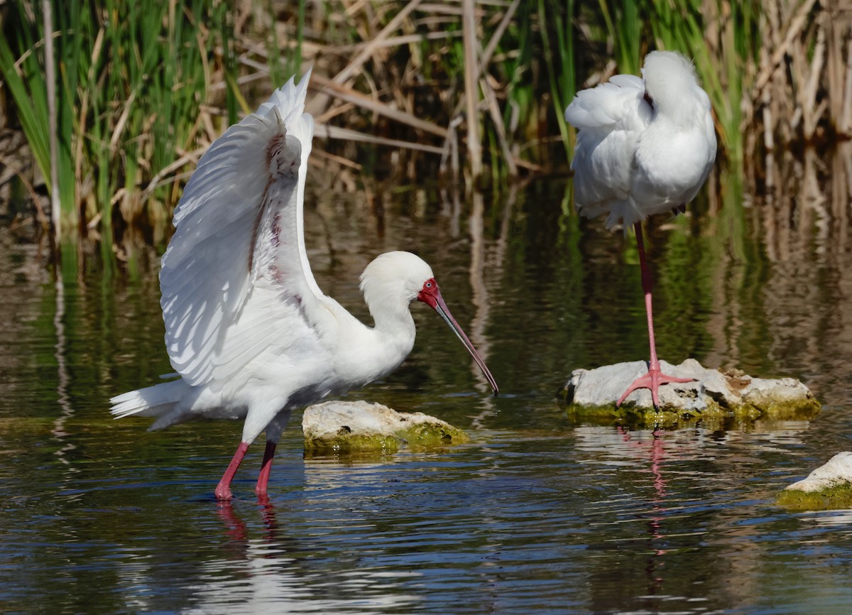 African Spoonbill - ML610071986