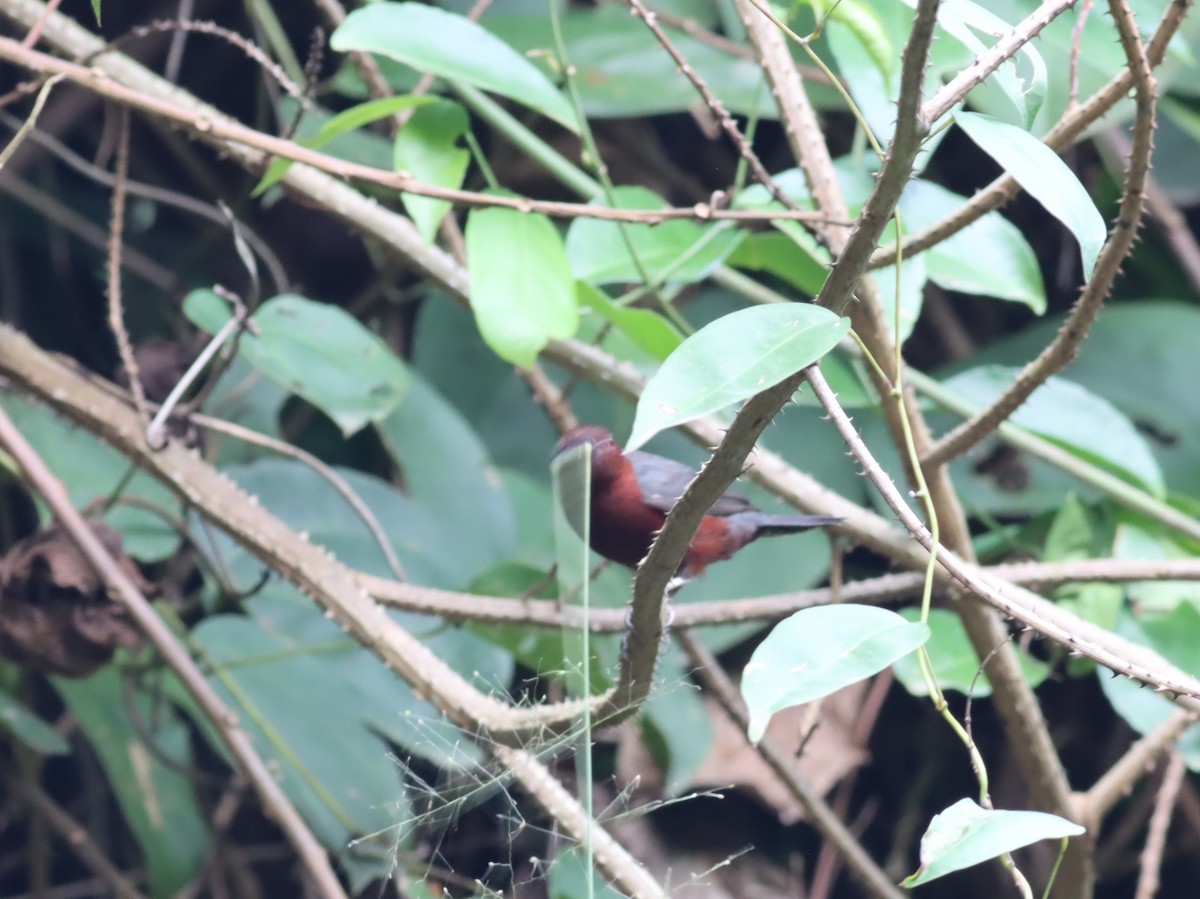 Chestnut-breasted Nigrita - Thomas Plath