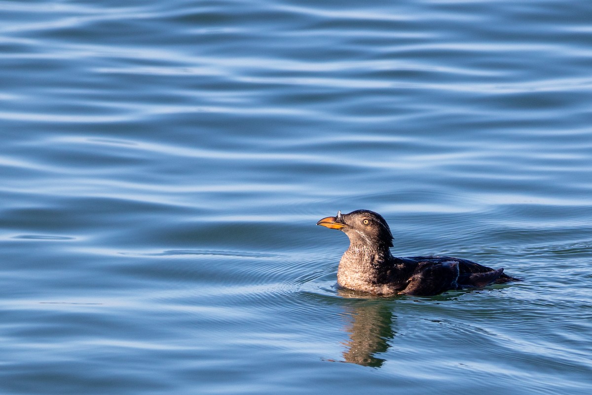 Rhinoceros Auklet - ML610072142