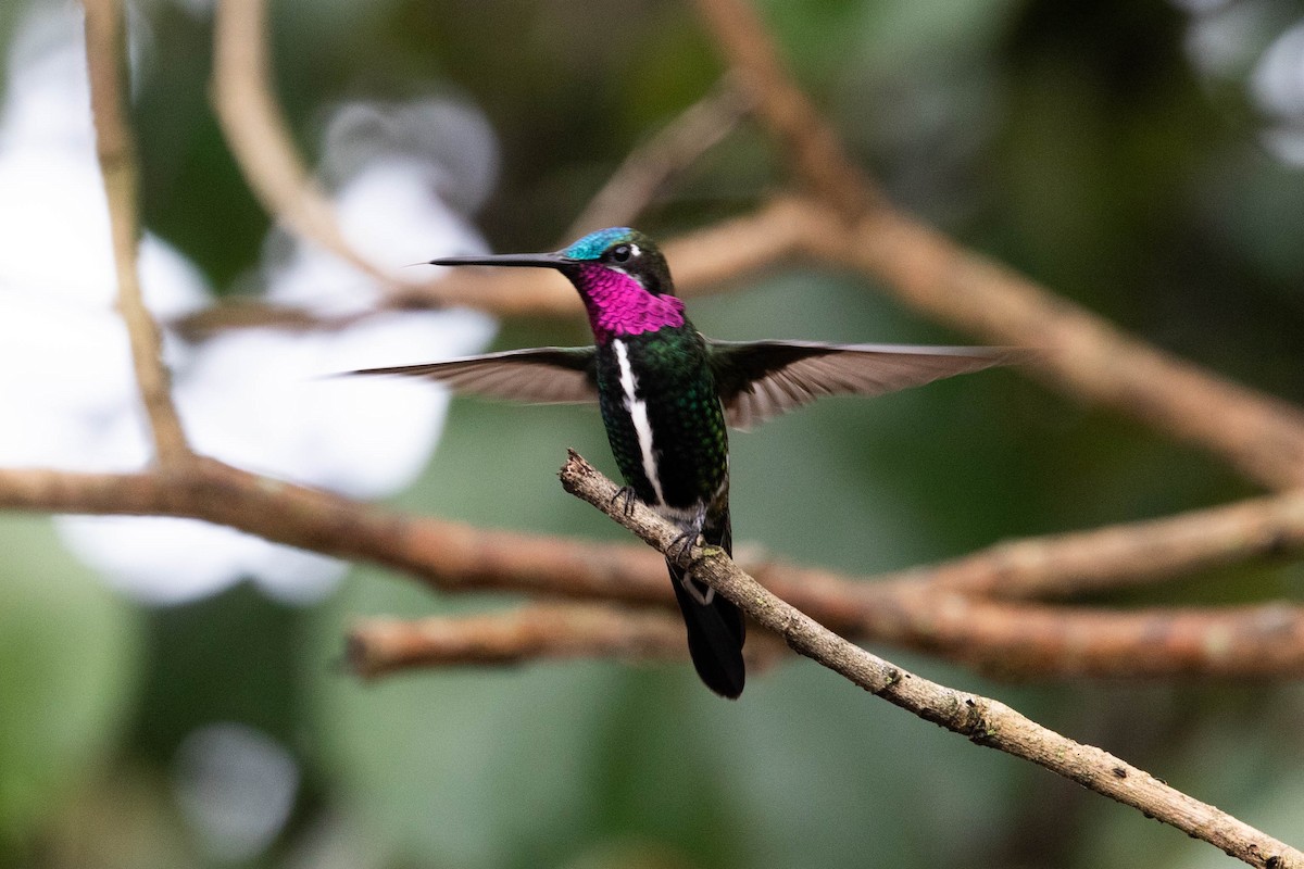 kolibřík fialovolímcový - ML610072402