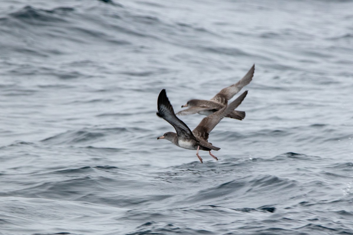 Pink-footed Shearwater - ML610072404