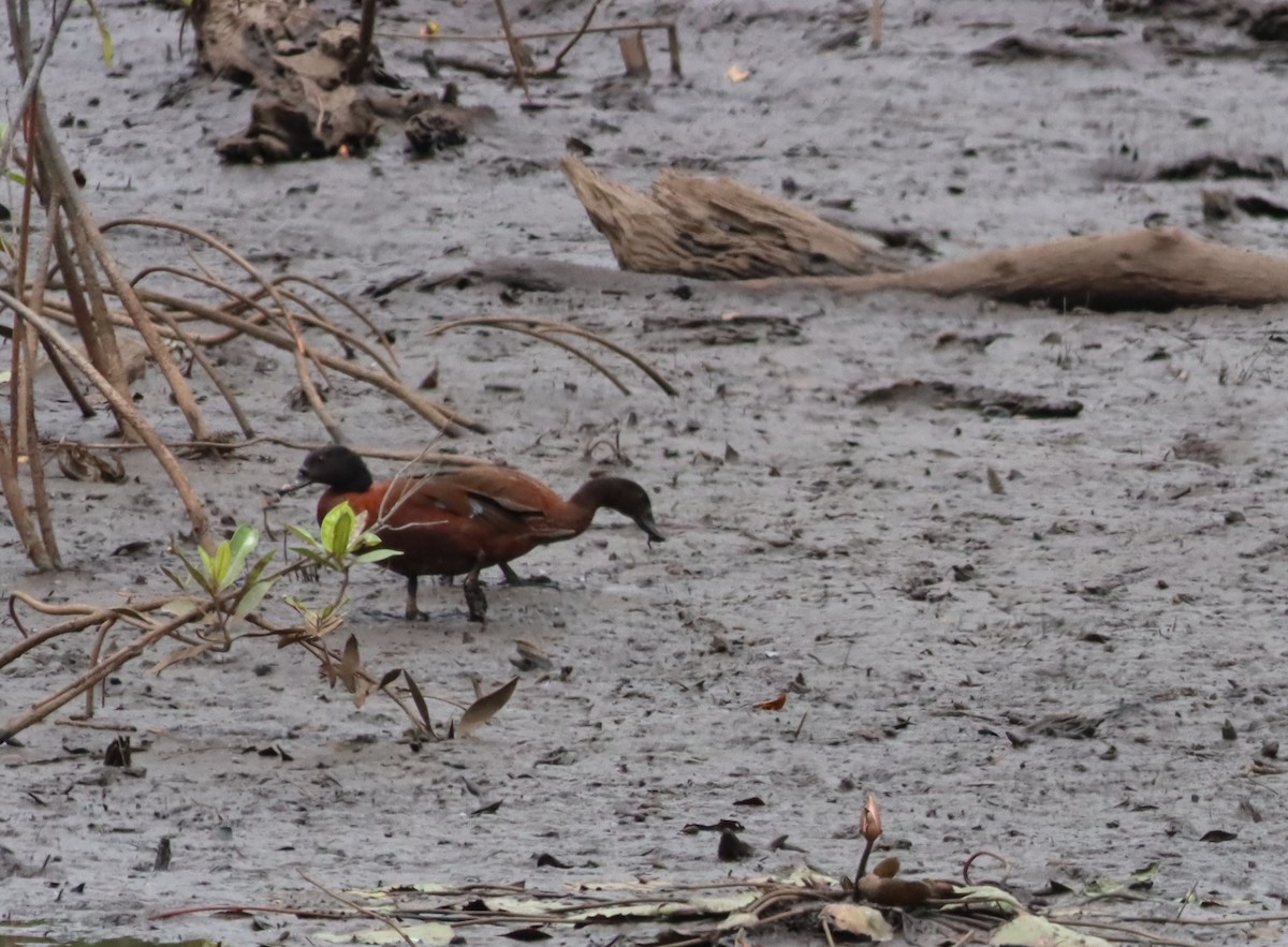 Hartlaub's Duck - ML610072425