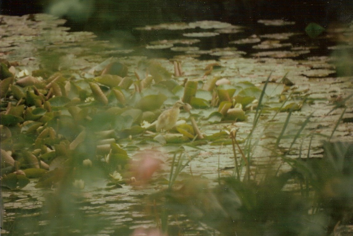 Squacco Heron - Matt Slaymaker