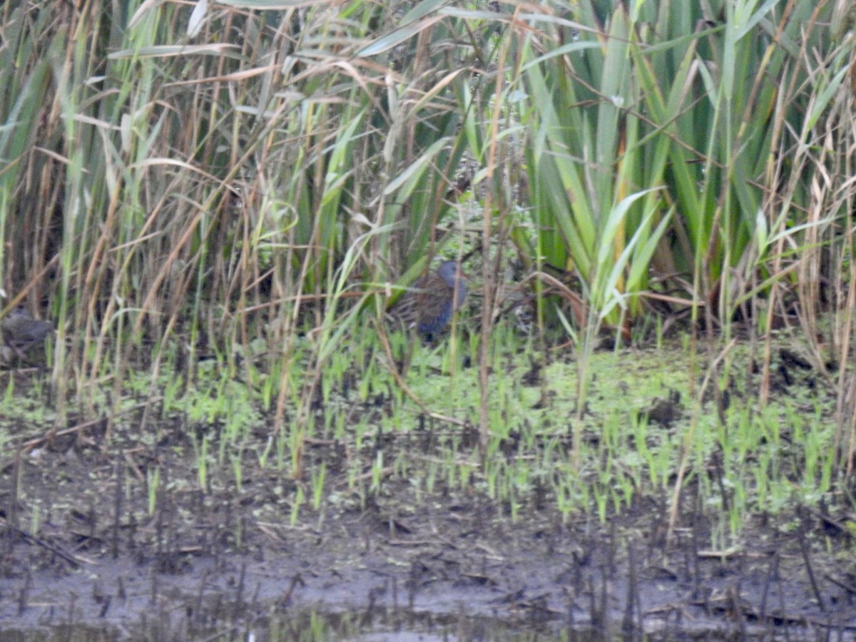 Water Rail - ML610072564