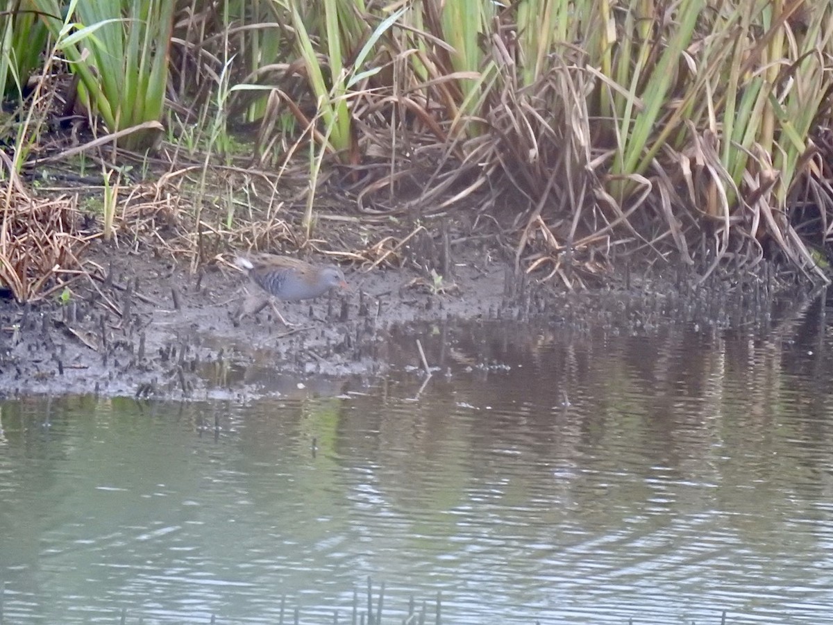 Water Rail - ML610072565