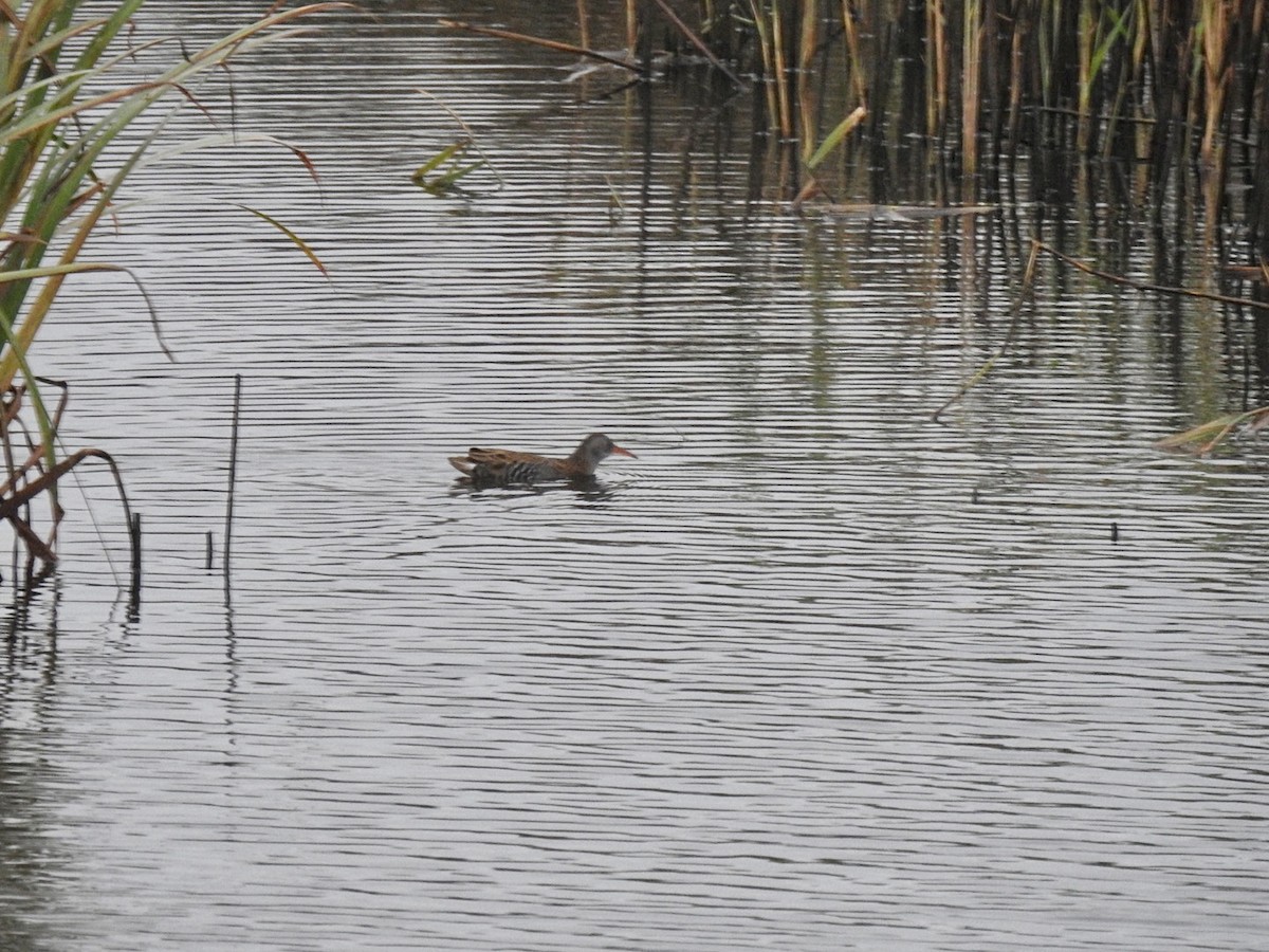 Water Rail - ML610072566