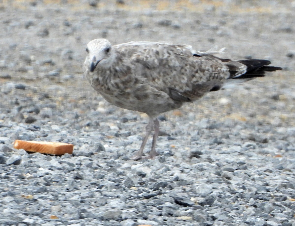 Herring Gull - ML610072591