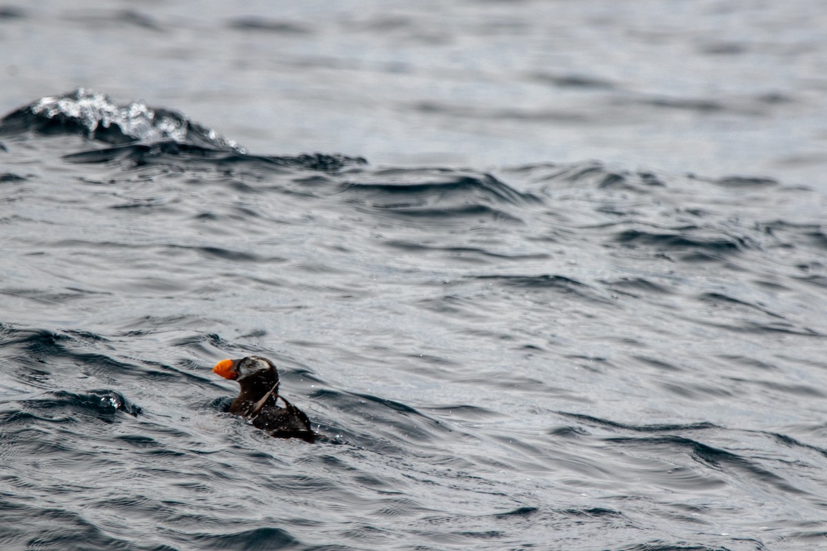 Tufted Puffin - ML610072598