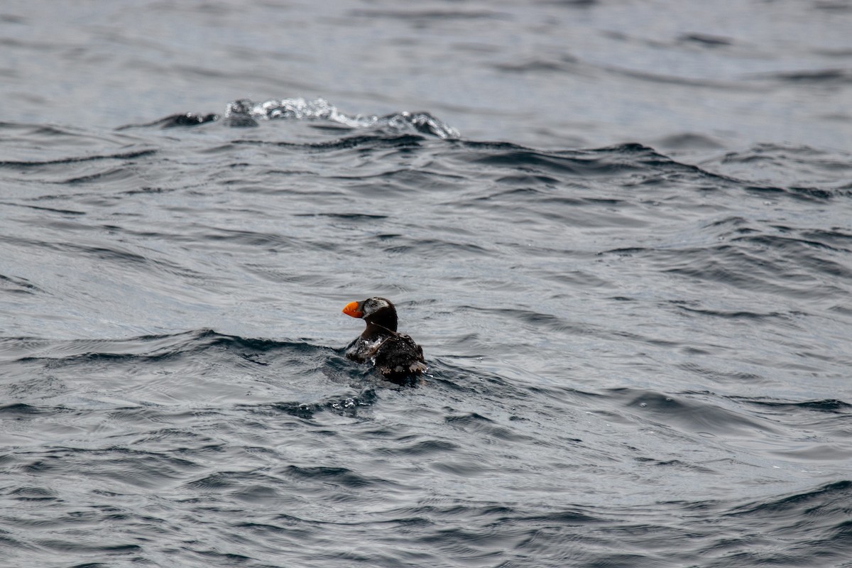 Tufted Puffin - ML610072599