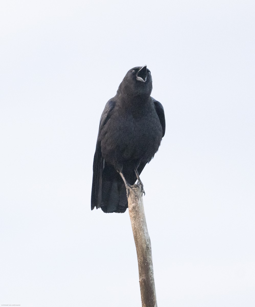 American Crow - ML610072658