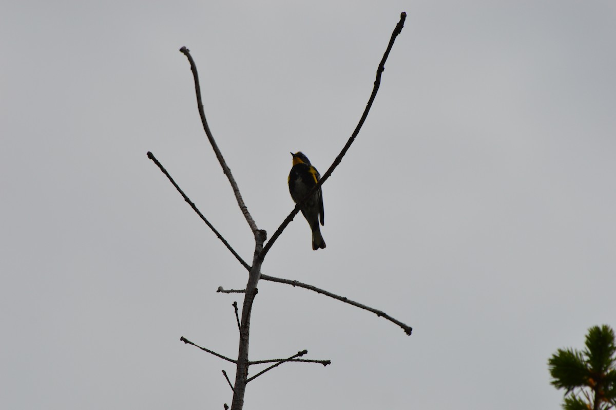 Yellow-rumped Warbler (Audubon's) - ML610072689