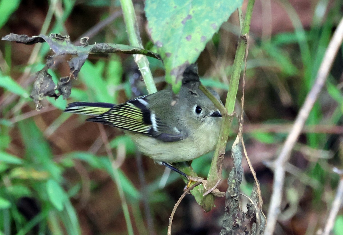 Ruby-crowned Kinglet - ML610072752