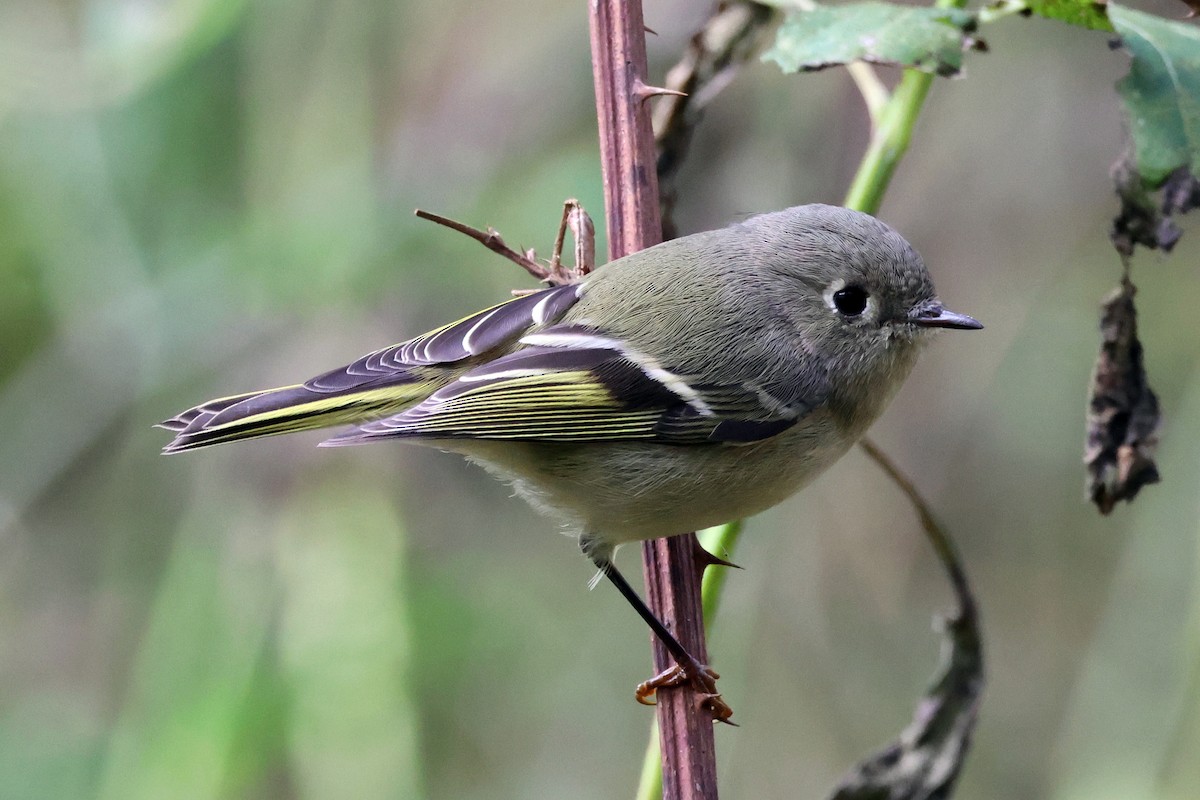 Ruby-crowned Kinglet - ML610072753