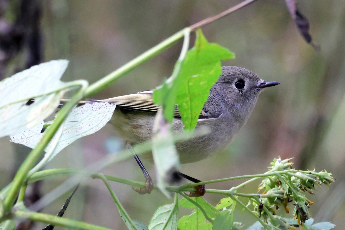 Ruby-crowned Kinglet - ML610072754