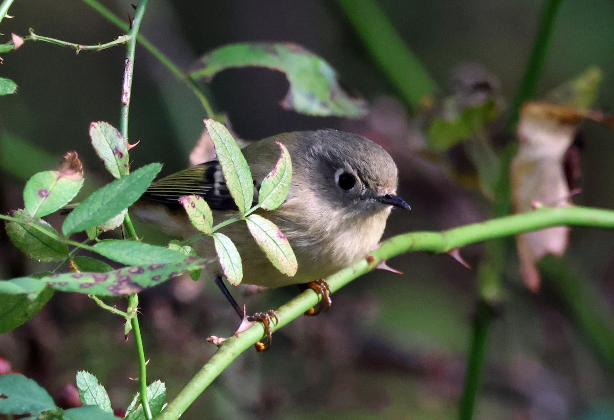 Ruby-crowned Kinglet - ML610072755