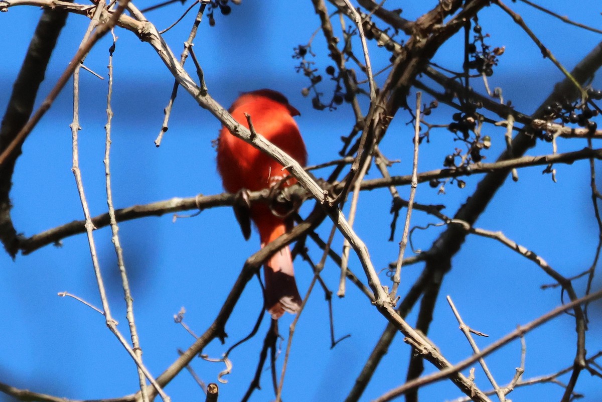 Northern Cardinal - ML610072763
