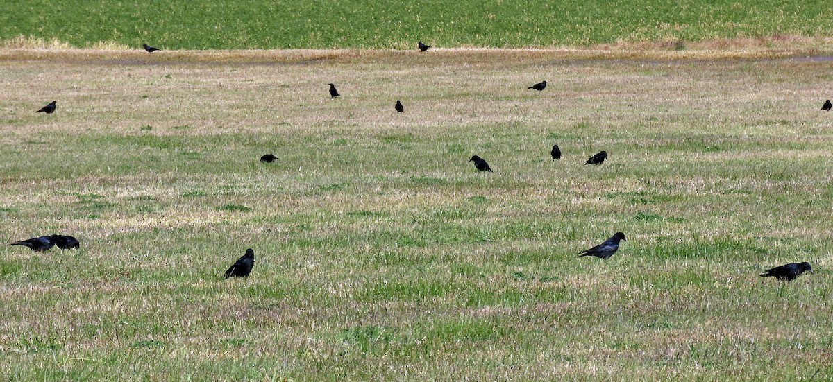 American Crow - JoAnn Potter Riggle 🦤