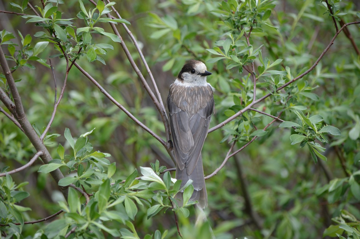 Canada Jay - Xyloh L.