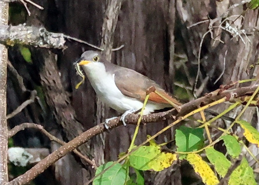 Yellow-billed Cuckoo - Vern Bothwell